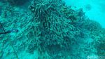 Karimunjawa Rasa Bahama