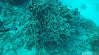 Sayang sekali, di beberapa titik sudah banyak karang yang patah dan mengalami bleaching. Sehingga terlihat sangat menyedihkan (Bonauli/detikTravel)