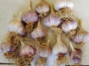 Genjot Produksi Lokal, 1.365 Hektar Lahan Ditanami Bawang Putih
