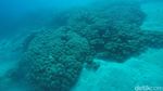 Karimunjawa Rasa Bahama