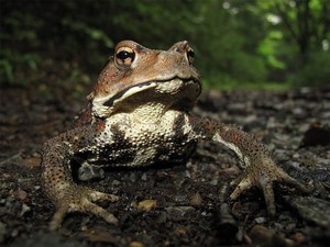 Perbedaan Katak dan Kodok