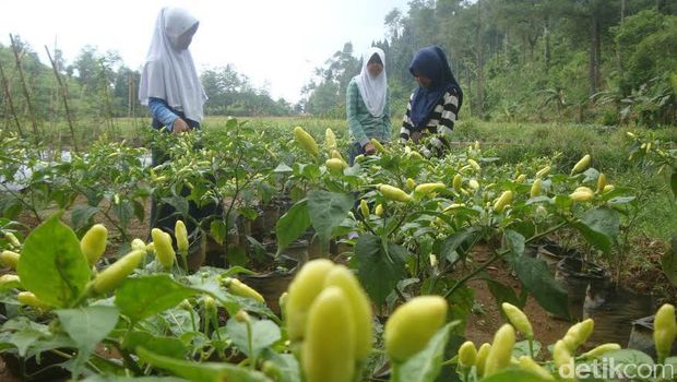 Menengok MTs Pakis, Sekolah Anak Mandiri dari Lereng Gunung Slamet