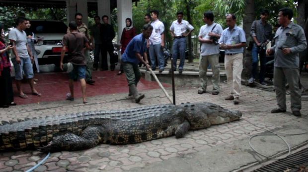Buaya mati akibat infeksi terkena mata pancing.
