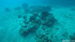 Karimunjawa Rasa Bahama