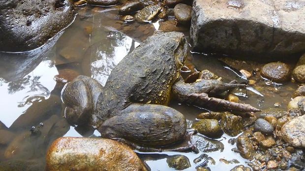 Katak Raksasa  dari Sulsel di Antara Katak  katak  Jumbo di Dunia