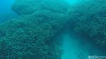 Karimunjawa Rasa Bahama