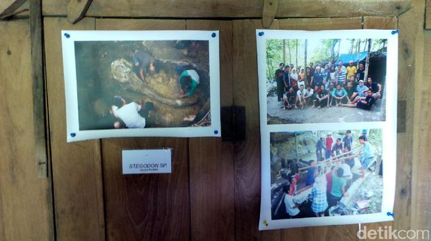 Dokumentasi saat penggalian gading gajah Stegodon sp. (Wahyu/detikTravel)