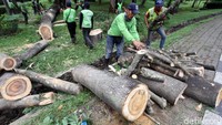 Sebelumnya pohon tersebut tumbang akibat angin dan hujan deras dan menimpa sebuah mobil.