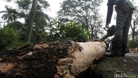 Batang pohon yang tumbang berdiameter kira-kira 70 centimeter.