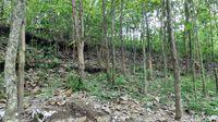 Situs PCTS berada di kebun jati milik Pak Subur (Wahyu/detikTravel)
