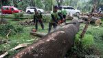 Batang Pohon yang Tumbang di UI Dipotong-potong