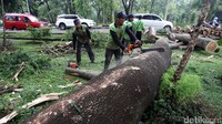 Petugas memotong-motong batang pohon sengon yang tumbang, Rabu (3/5).