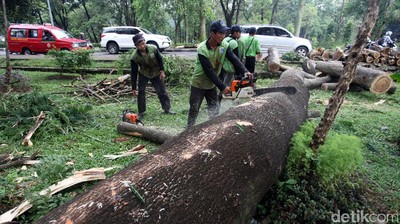Batang Pohon yang Tumbang di UI Dipotong-potong