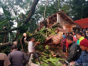 Pekik Histeris Saat Pohon Mahoni 17 Meter Tumbang Timpa Bocah di Sukabumi
