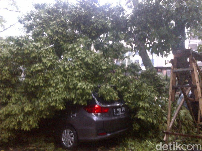 Musim Hujan, Pemkot Bandung Waspadai Pohon Berumur 50 Tahun Musim Hujan, Pemkot Bandung Waspadai Pohon Berumur 50 Tahun