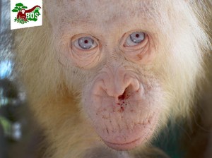 Satu-satunya Orangutan Albino Dilepasliarkan ke Hutan