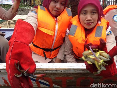 724 Ekor Kepiting Dilepasliarkan di Eco Wisata Mangrove