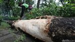 Batang Pohon yang Tumbang di UI Dipotong-potong