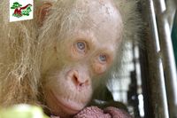 Lemah Terhadap Cahaya, Orangutan Albino Perlu Penanganan Khusus