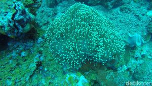 Bening Bagai Kaca, Tempat Ini Keren Buat Diving