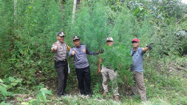 Polres Aceh Utara Temukan 8 Hektare Ladang Ganja