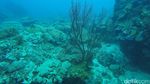 Bening Bagai Kaca, Tempat Ini Keren Buat Diving