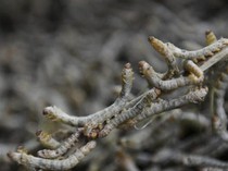 Video: BRIN Ungkap Kelebihan Vaksin Ulat Sutra, Bisa untuk Penyakit PMK