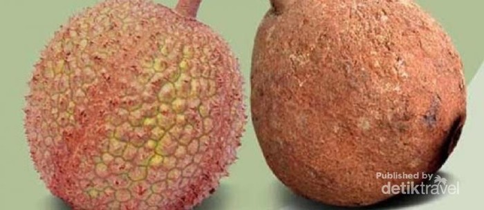 Durian gundul