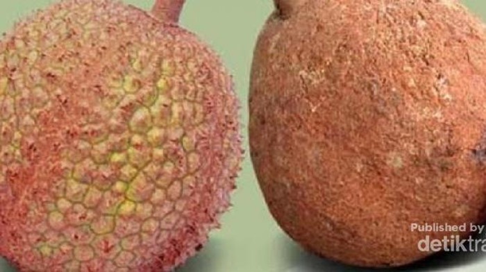Durian gundul