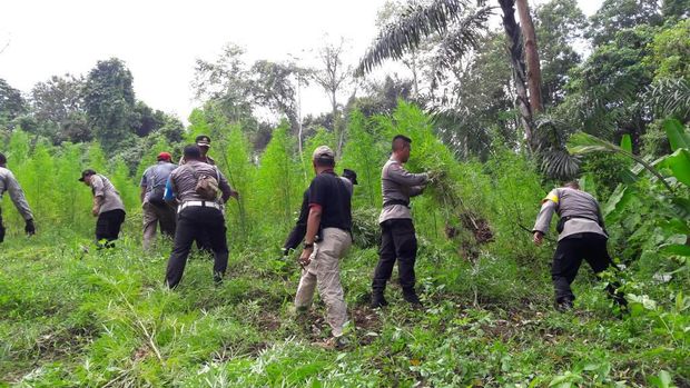Polres Aceh Utara Temukan 8 Hektare Ladang Ganja