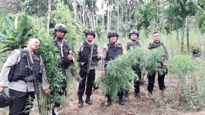 Polres Aceh Utara Temukan 8 Hektare Ladang Ganja