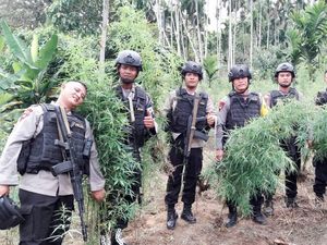Polres Aceh Utara Temukan 8 Hektare Ladang Ganja