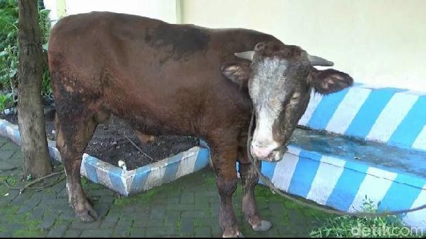 Ban Meletus, Mobil Pencuri Sapi Masuk Sungai