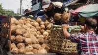 Kegiatan pengangkutan kelapa. Pool/Rima Olyvia.