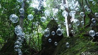 Di dalam hutan sedang ada pameran seni Sculpture at Scenic World. Ini adalah bola-bola kaca digantung di pepohonan berjudul Illusion karya Kayo Yokoyama (Fitraya/detikTravel)