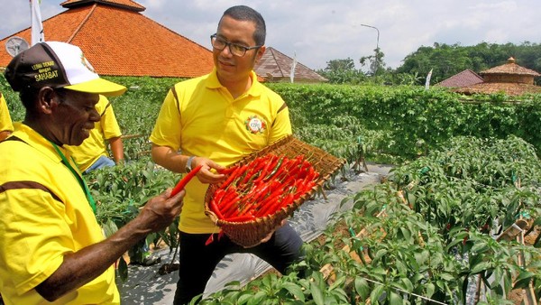 Mengenal Teknik Budidaya Pindah Tanam
