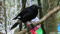 Dalam Scenic Walkway kita bisa melihat hijaunya hutan Lembah Jamison. Jika beruntung, kita bisa melihat hewan liar seperti burung Currawong (Strepera graculina) yang asli Australia dan mirip gagak (Fitraya/detikTravel)