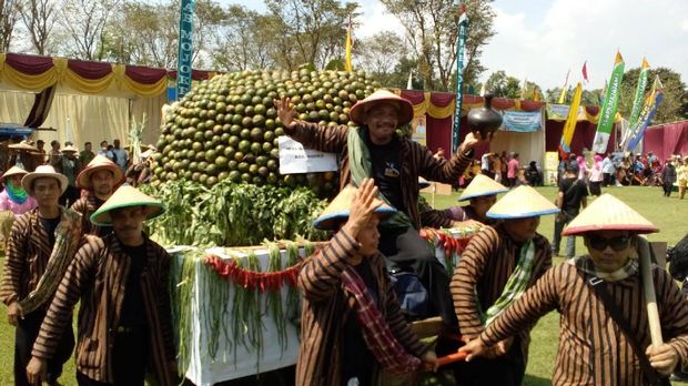 Gunungan jeruk berasal dari kecamatan penghasil jeruk