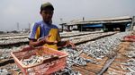 Melihat Perajin Ikan Asin Muara Angke