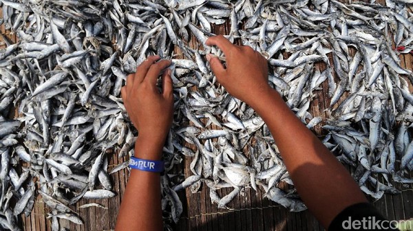 Melihat Perajin Ikan Asin Muara Angke