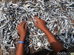 Konsumsi Ikan di Gunungkidul Jauh di Bawah Rata-rata Nasional