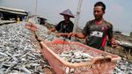 Melihat Perajin Ikan Asin Muara Angke
