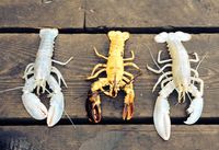 Nelayan Ini Tangkap Lobster Hantu yang Super Langka