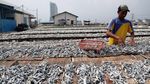 Melihat Perajin Ikan Asin Muara Angke