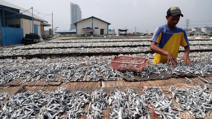 Pembiayaan Investasi Sektor Kelautan

Pekerja melakukan penjemuran ikan asin di Komplek Pengolahan Hasil Perikanan Tradisional (PHPT) Muara Angke, Penjaringan, Jakarta Utara, Minggu (7/5/2017). Kamar Dagang dan Industri Indonesia mengharapkan perbankan dapat memperbesar fasilitas pembiayaan investasi dalam sektor kelautan di Indonesia. Grandyos Zafna/detikcom


-. Berbagai jenis ikan asin bisa ditemui di sini. Harga ikan asin di kalangan produsen setempat sekitar Rp 15.000 hingga Rp 30.000 per kilogram. 

-. Para penggemar ikan asin bisa mendapatkan ikan asin langsung dari produsen disini.