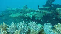 Sisi kapal yang sudah ditumbuhi karang nampak seperti pekarangan bunga (Bonauli/detikTravel)
