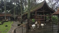 Di Dago Dream Park, anak-anak pun bisa mengenal berbagai satwa dari dekat. Dago Dream Park layak jadi destinasi liburan kamu dan keluarga saat liburan Waisak nanti (Wisma Putra/detikTravel)