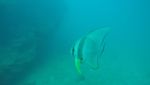 Foto-foto Wreck Diving di Karimunjawa