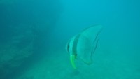 Tempat ini biasanya jadi tempat ikan platax yang melakukan schooling. Tak hanya platax, stingray atau pari pun sering bermain-main ke daerah patahan tengah (Bonauli/detikTravel)