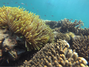 Wisata Snorkeling Gili Ketapang Kian Memikat Wisatawan